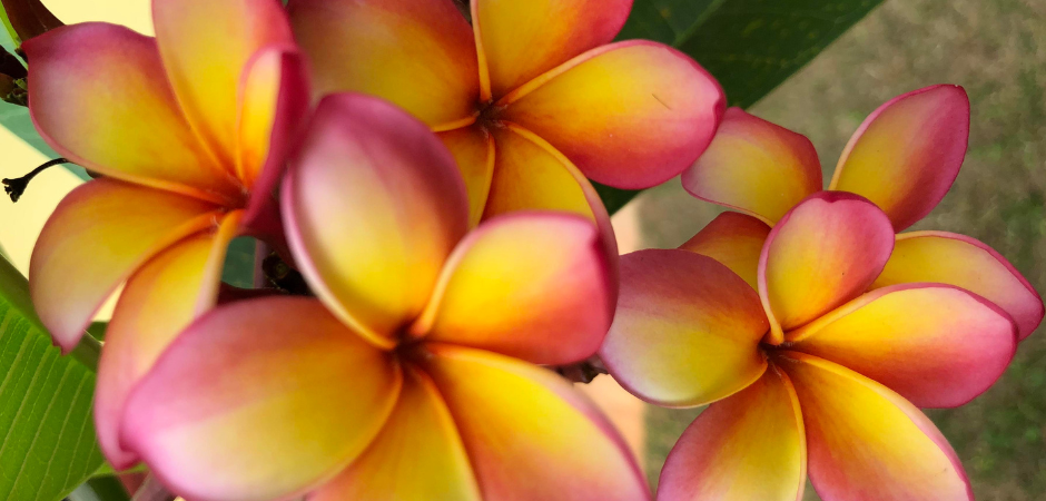 origem do ho'oponopono